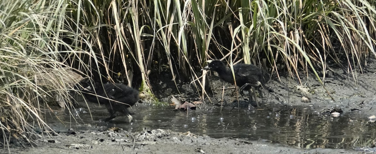 Clapper Rail - ML468049311