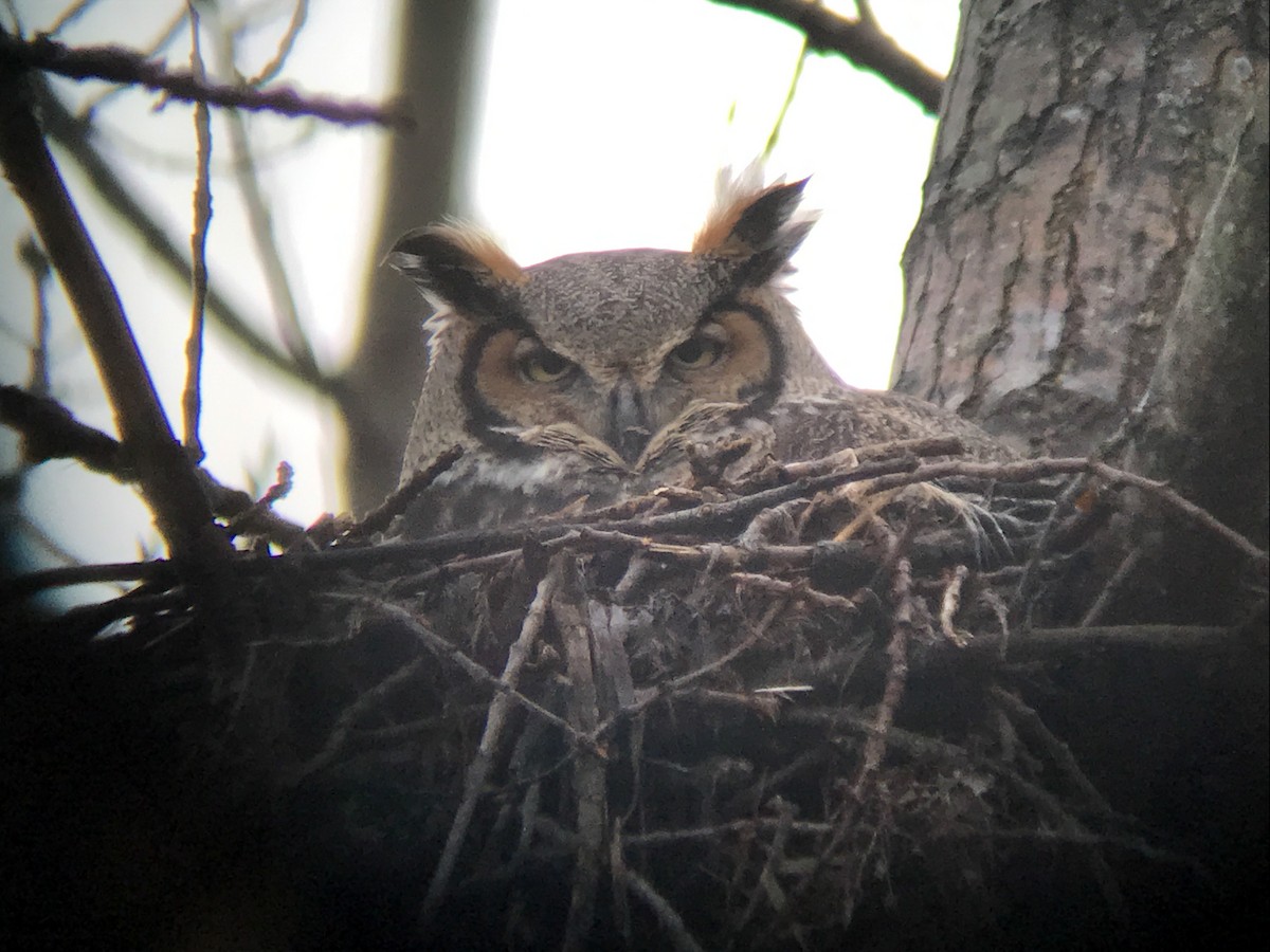 Great Horned Owl - ML46805321