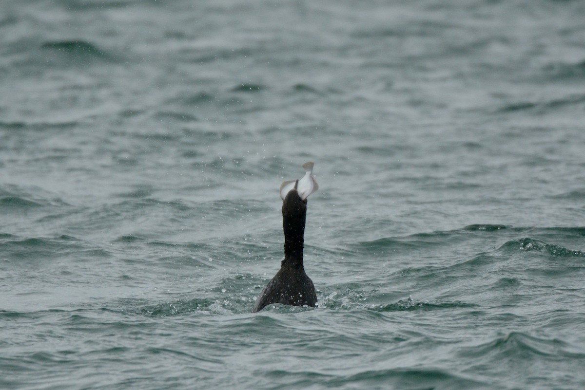 Stewart Island Shag - ML46805351