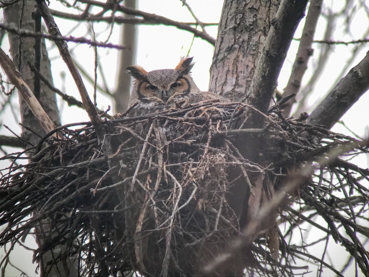 Great Horned Owl - ML46805421