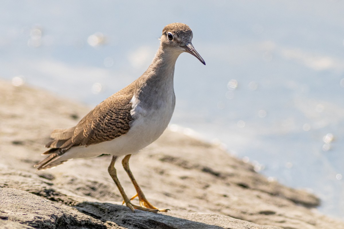 Spotted Sandpiper - David Bohrer