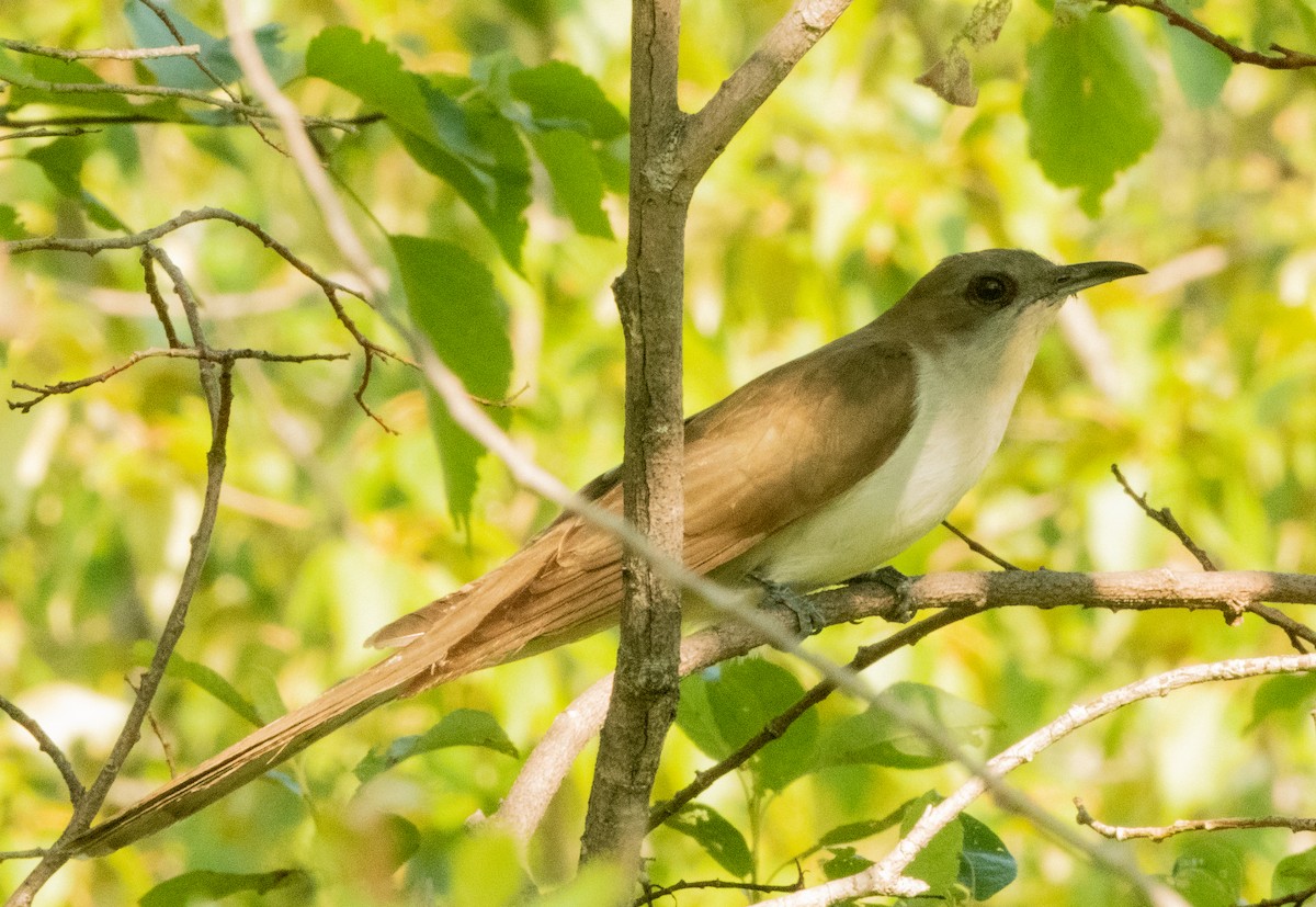 Black-billed Cuckoo - ML468056071