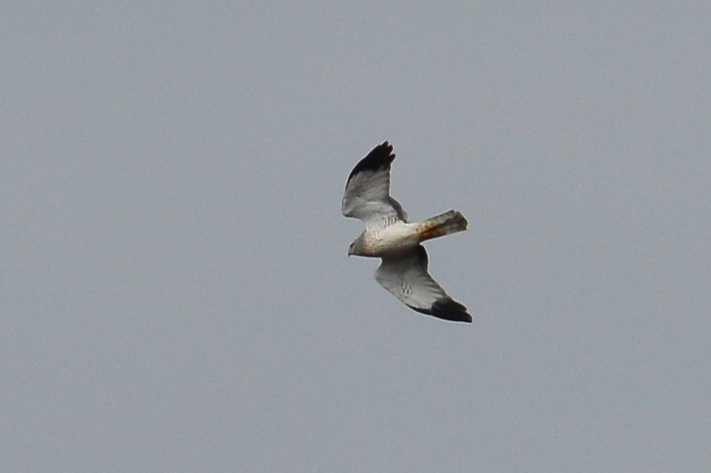 Northern Harrier - ML46805721