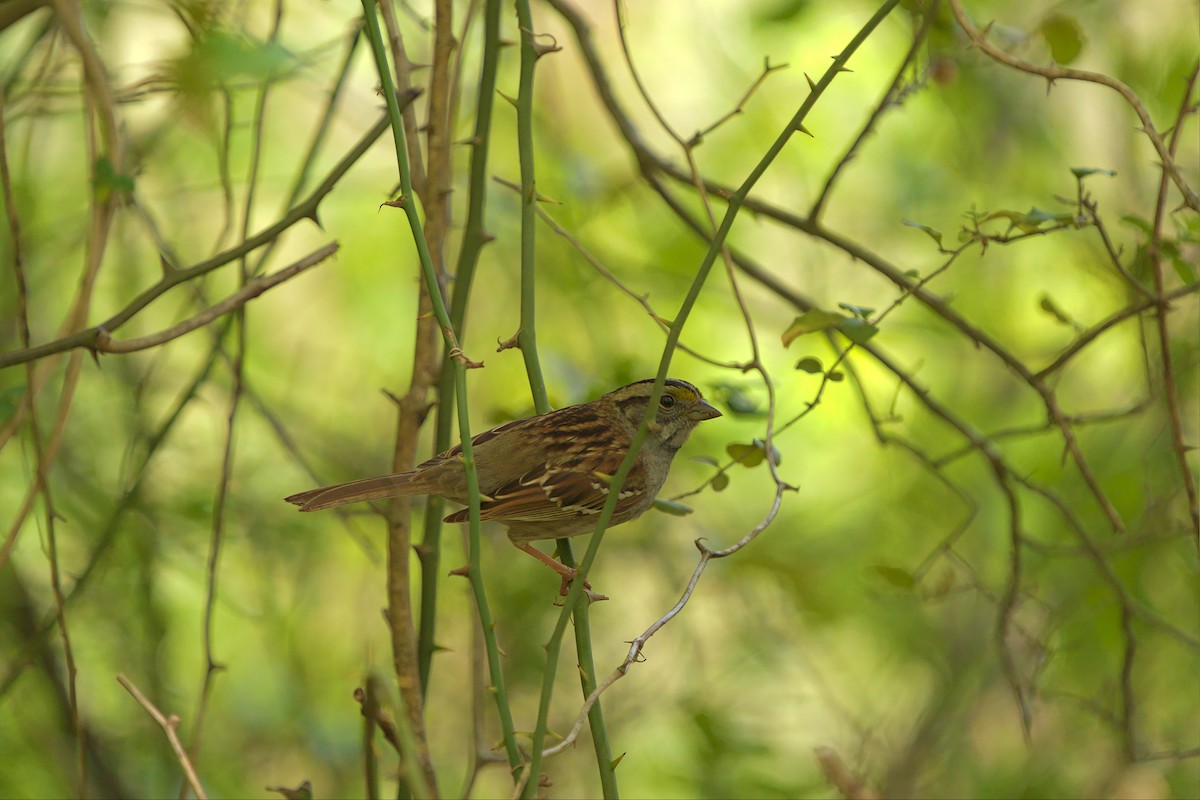 White-throated Sparrow - Mark Montazer