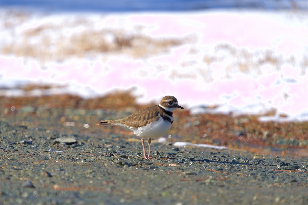 Killdeer - ML468060141