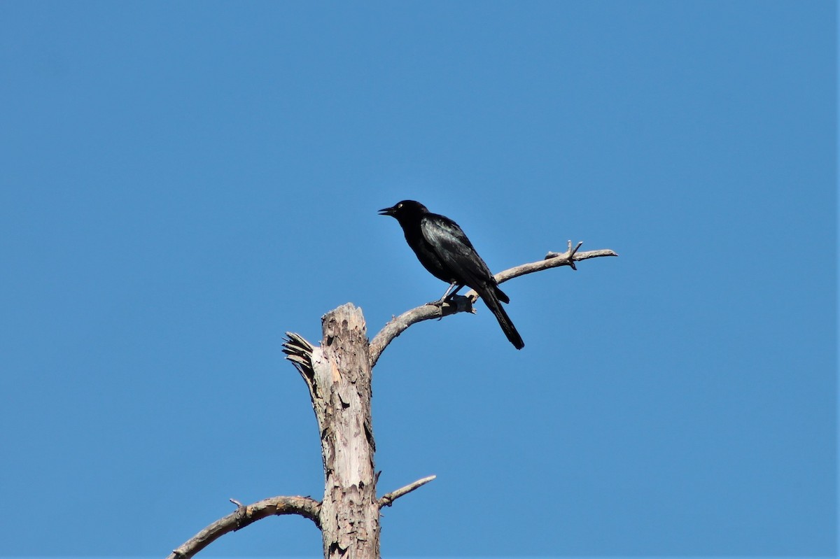 Brewer's Blackbird - Andrew Staufer