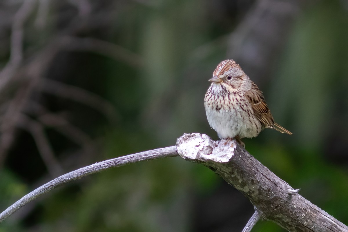 Lincoln's Sparrow - ML468061161