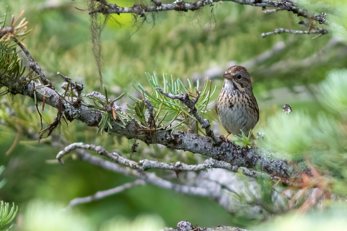 Lincoln's Sparrow - ML468061171