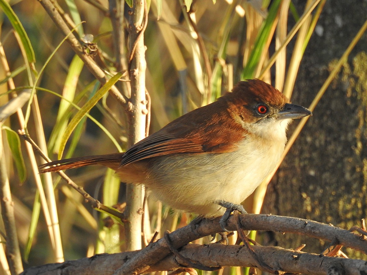 Great Antshrike - ML468061761