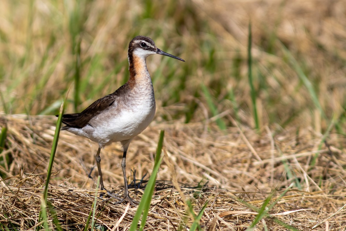 Wilson's Phalarope - ML468061981