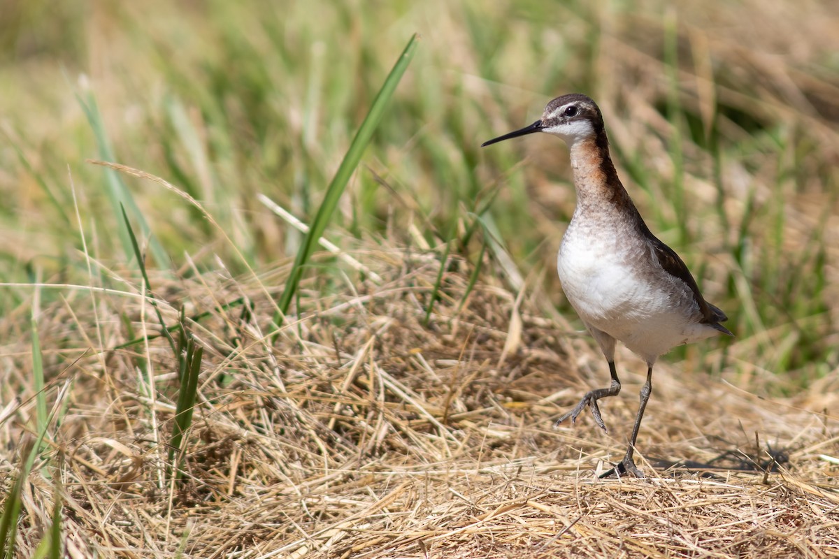 Wilson's Phalarope - John C Sullivan