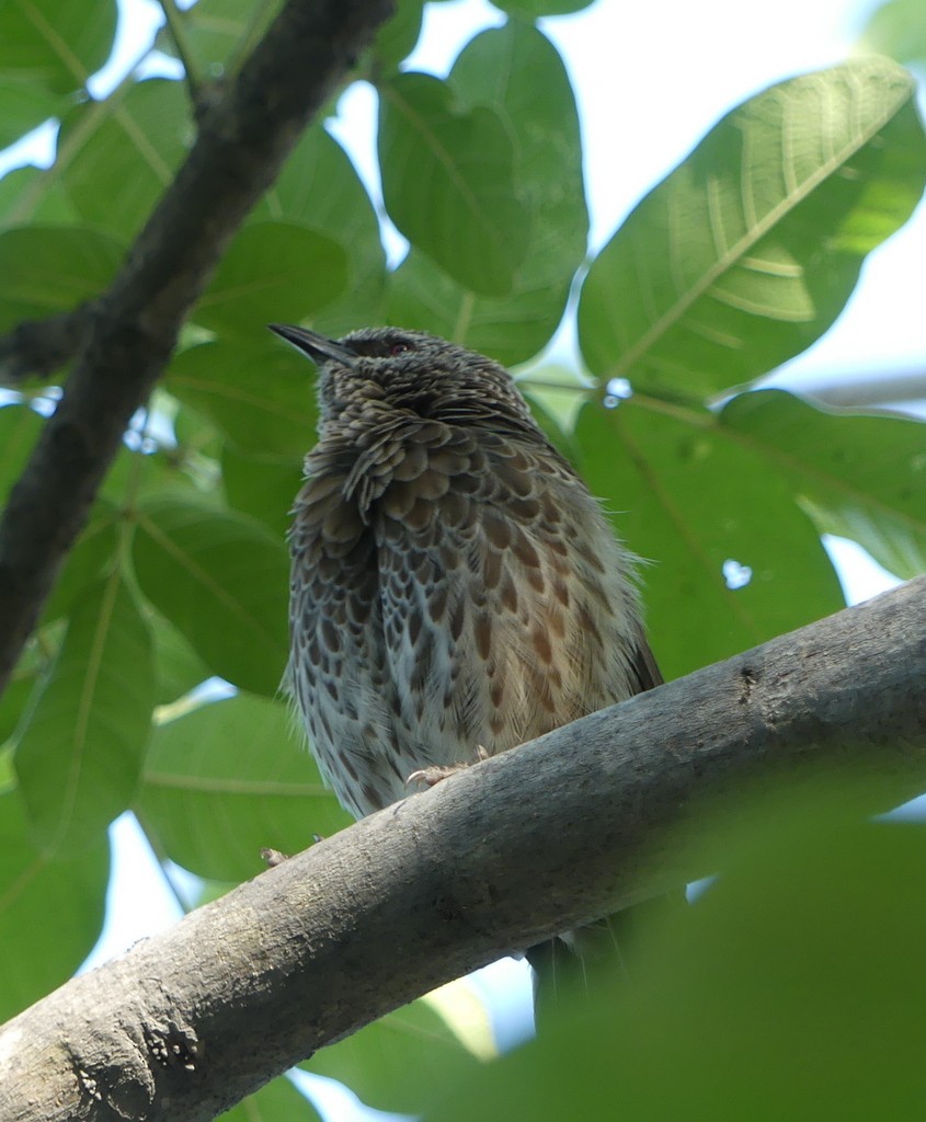 Hartlaub's Babbler - ML468062551