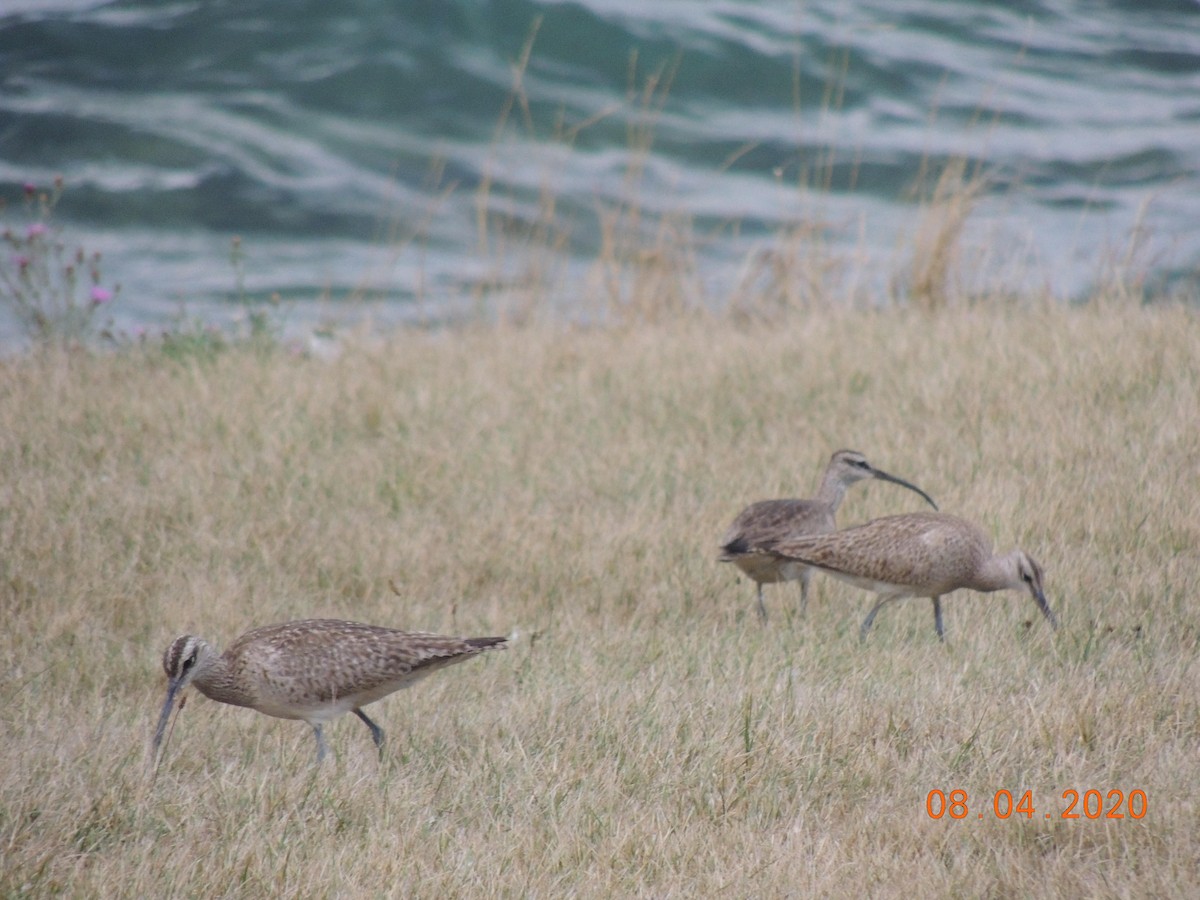 Hudsonian Whimbrel - Fred Piwko