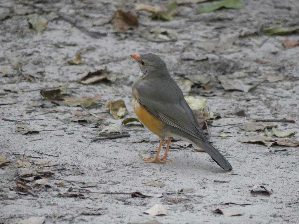 Kurrichane Thrush - ML468062711