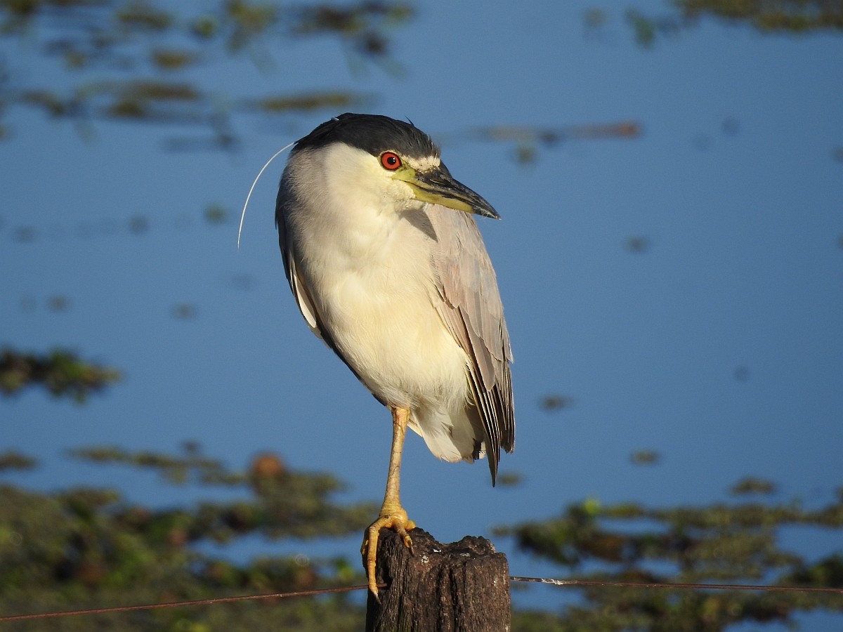 Black-crowned Night Heron - ML468063101