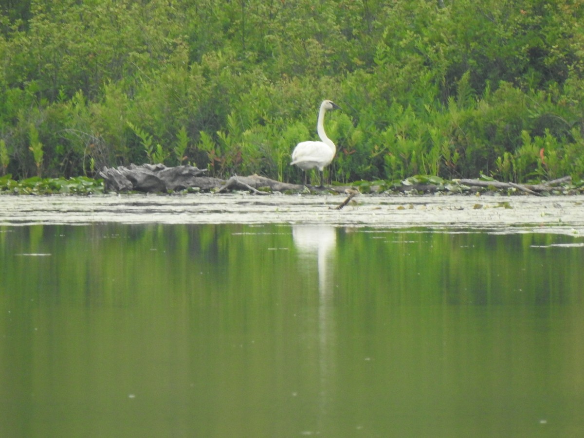 Trumpeter Swan - ML468063501