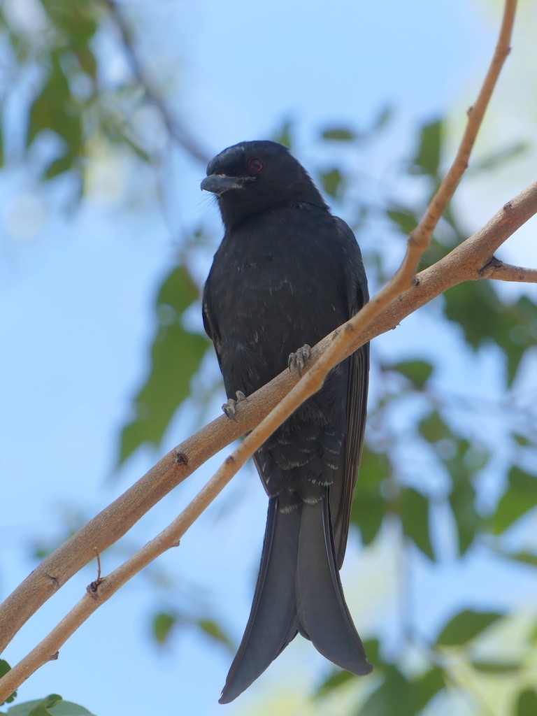 Fork-tailed Drongo (Clancey's) - ML468064141