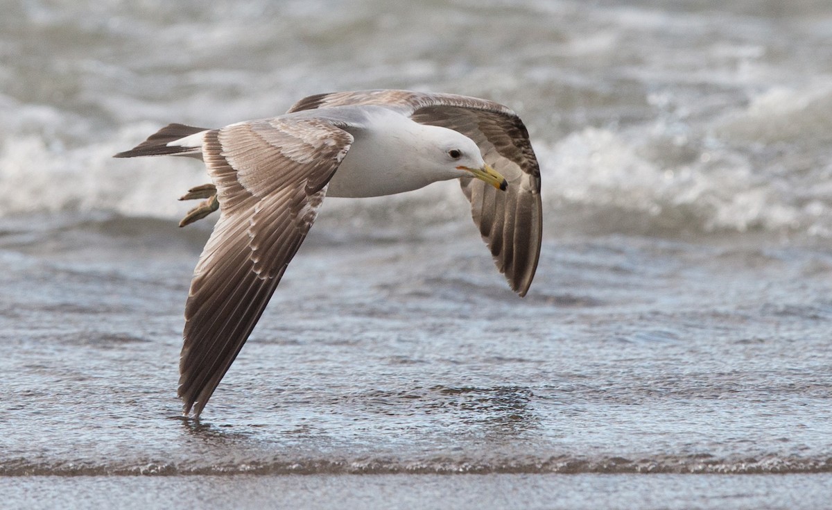 California Gull - Brandon Holden