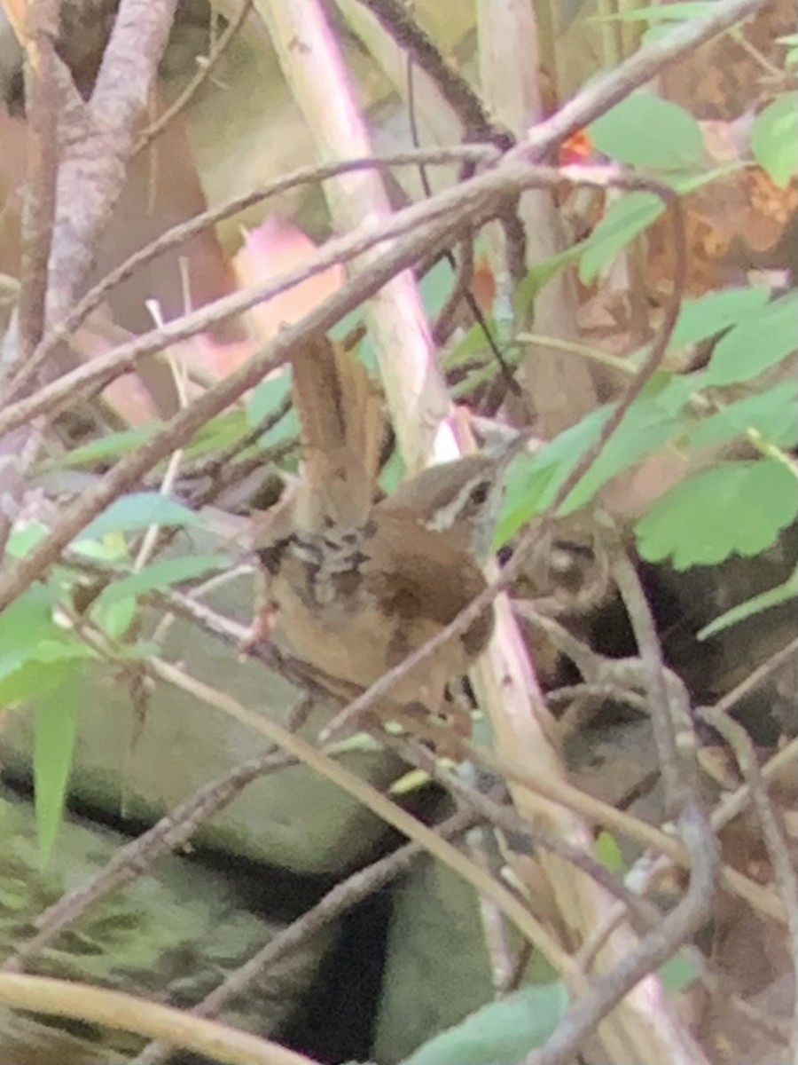 Carolina Wren - Colin Little