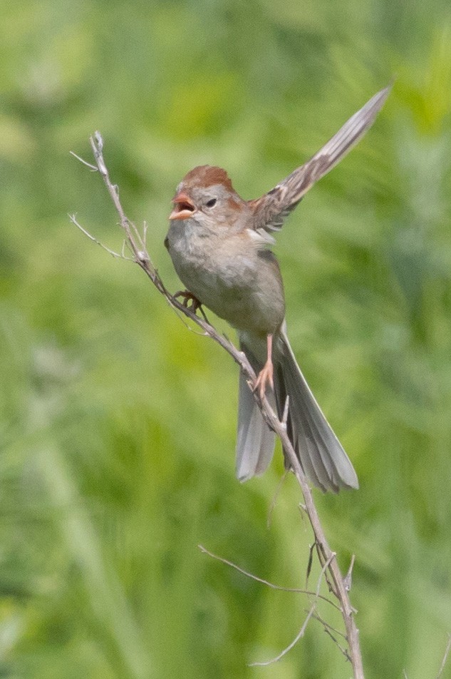 Field Sparrow - ML468066571