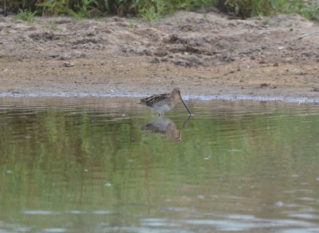 African Snipe - ML468068781