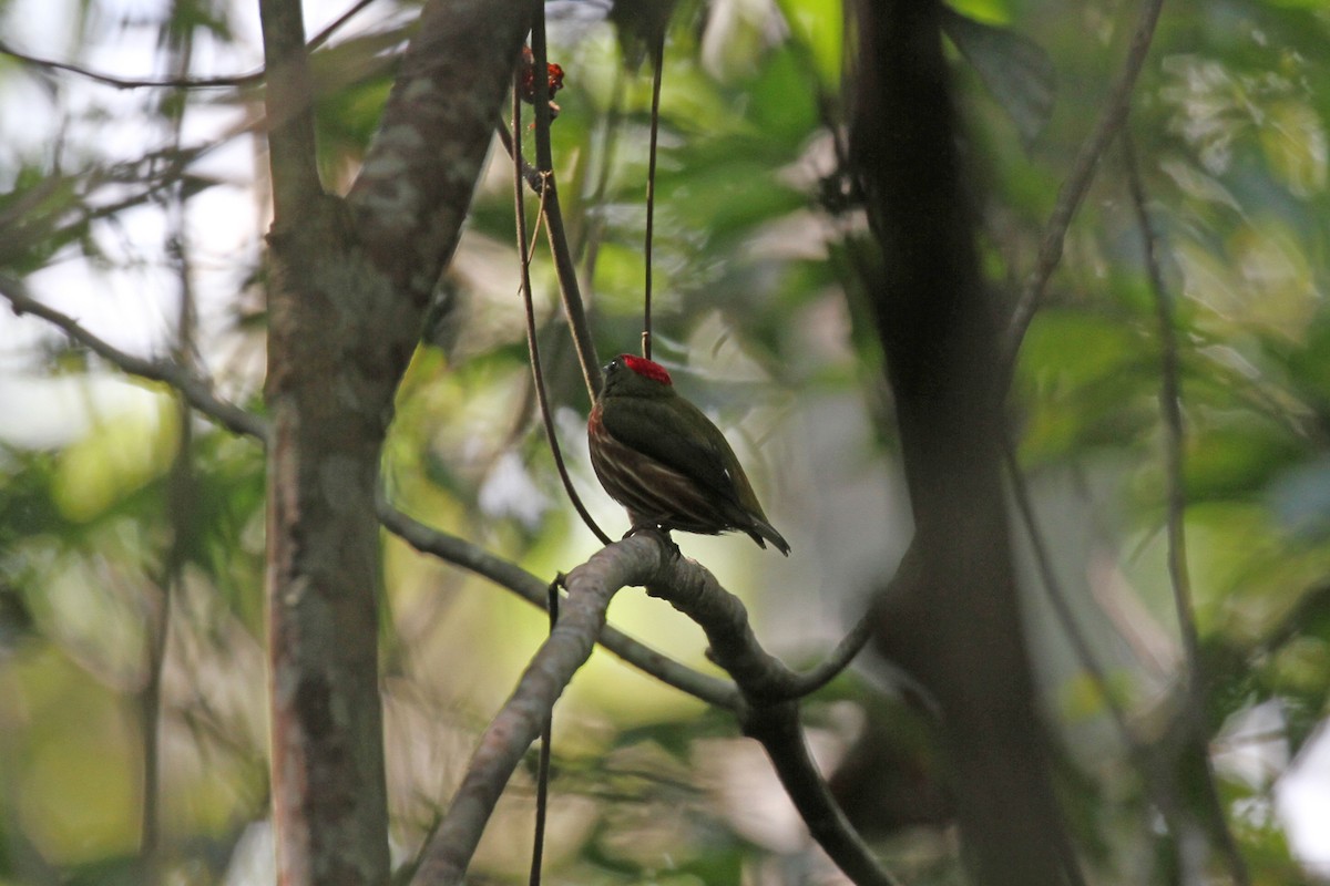 Saltarín Rayado Occidental (grupo striolatus) - ML468069301