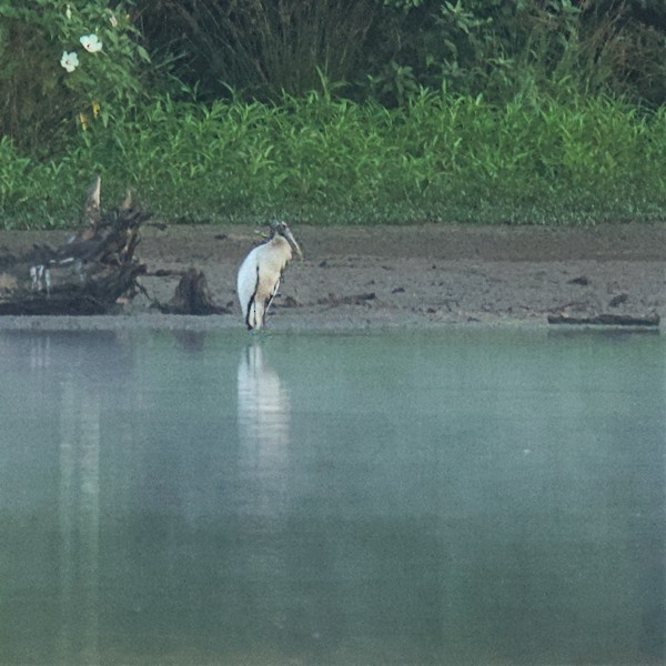 Wood Stork - ML468069811