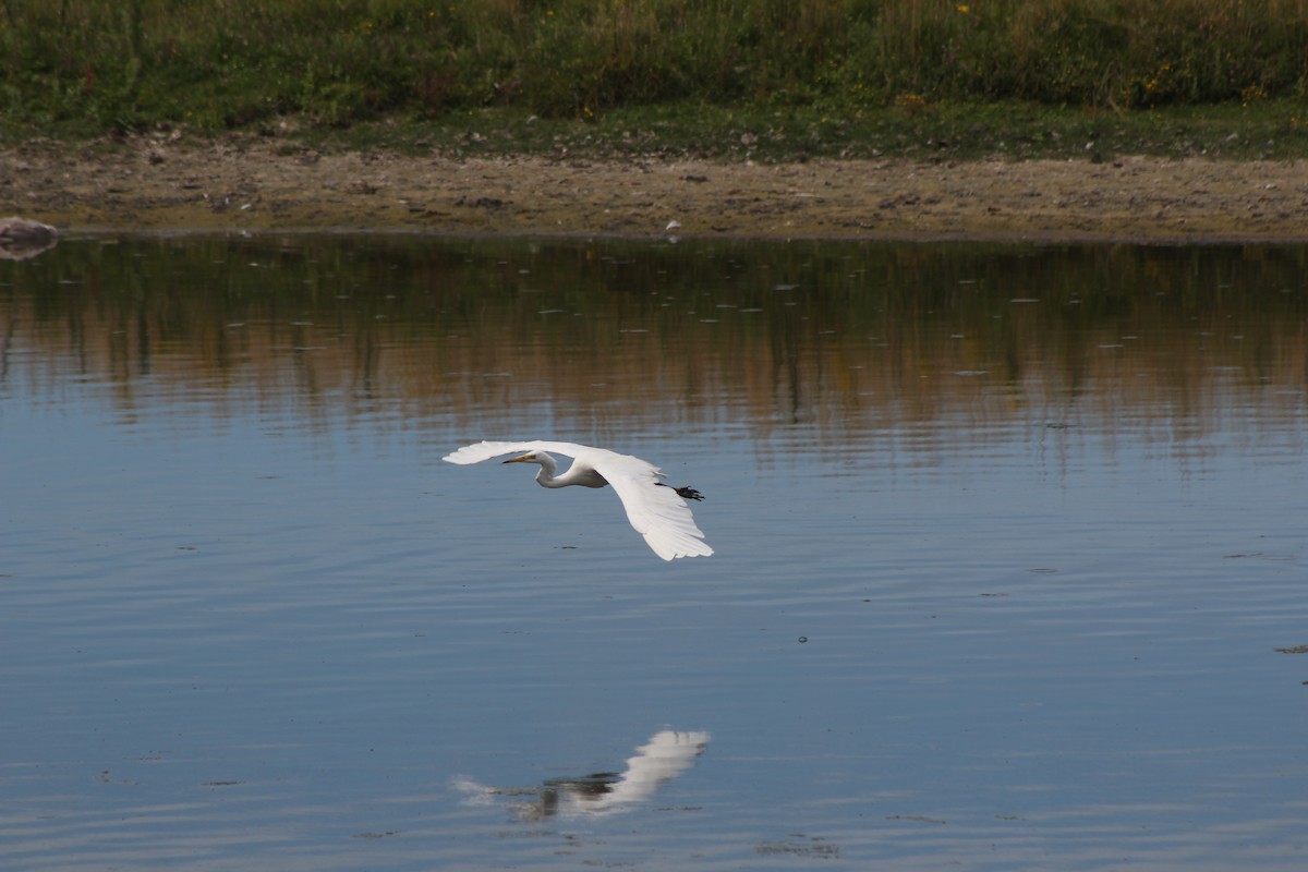 Great Egret - Joe Stokes Neustadt