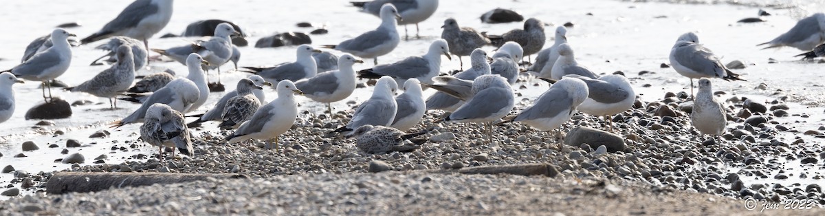 Ring-billed Gull - ML468073591