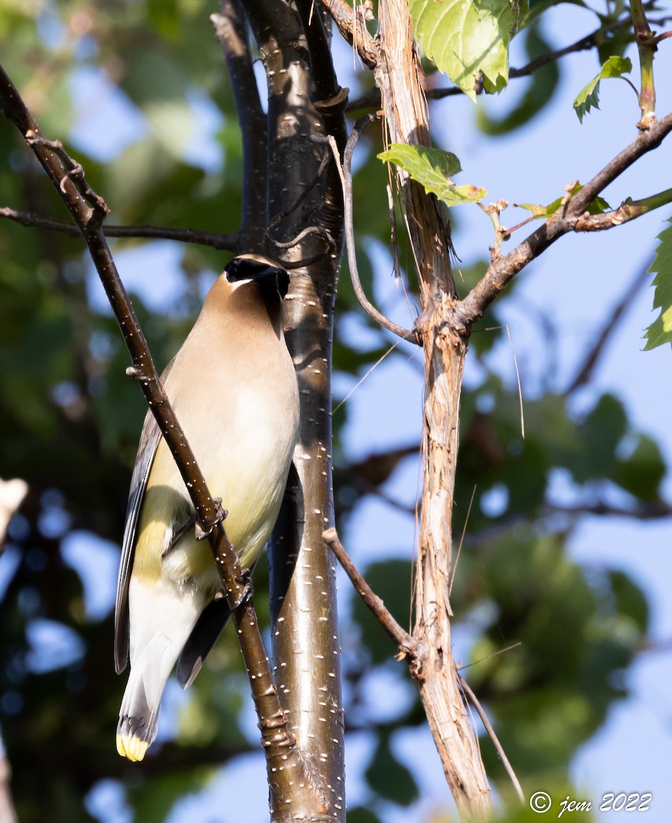 Cedar Waxwing - ML468073881