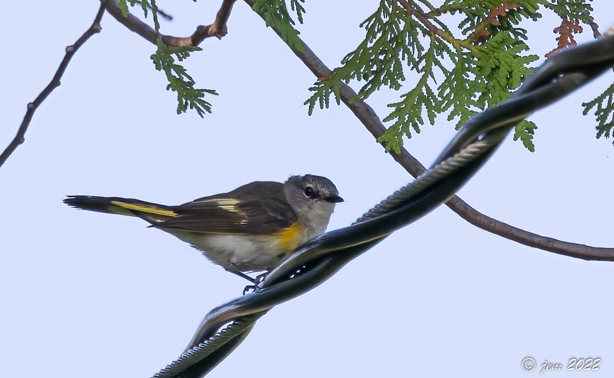 American Redstart - ML468074651