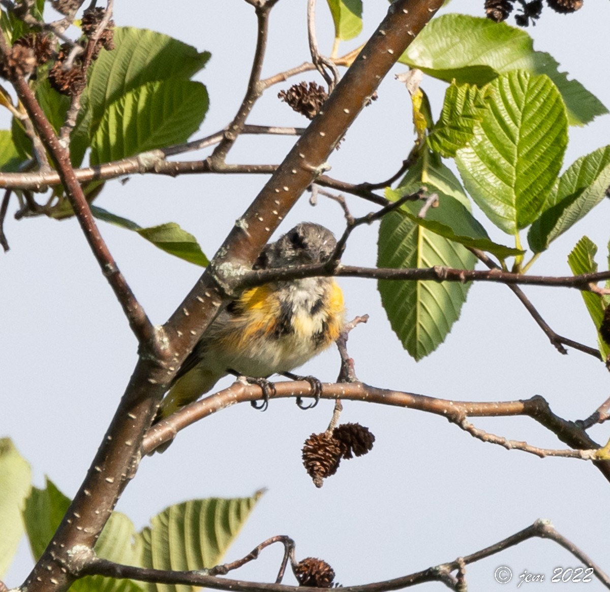 American Redstart - ML468074681