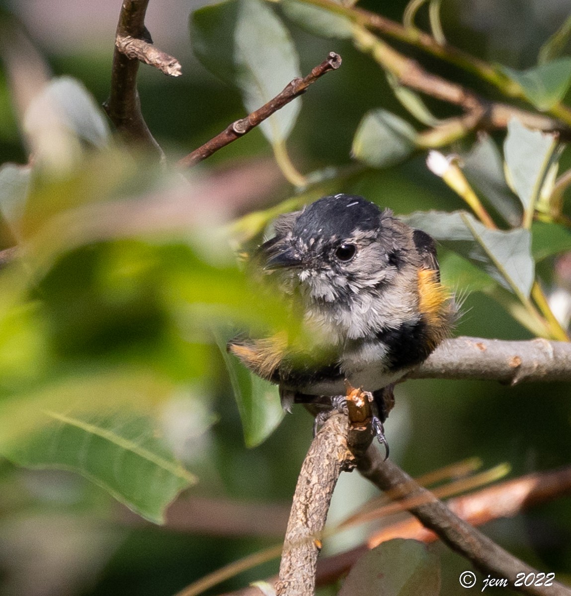 American Redstart - ML468074691