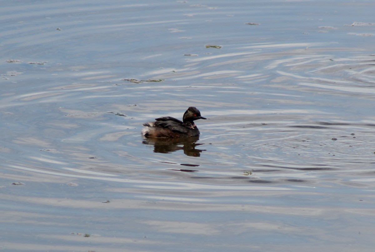 Eared Grebe - ML468074981
