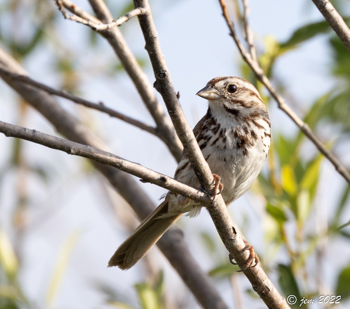 Song Sparrow - ML468075371