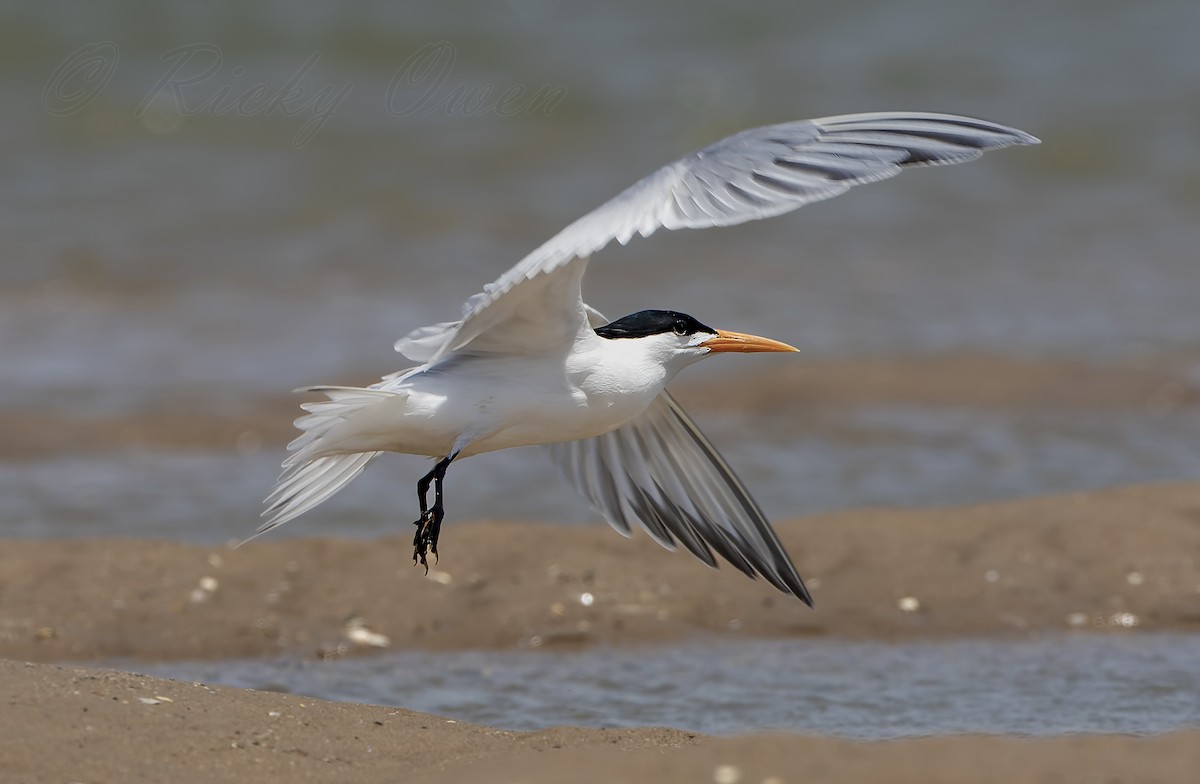 Lesser Crested Tern - Ricky Owen