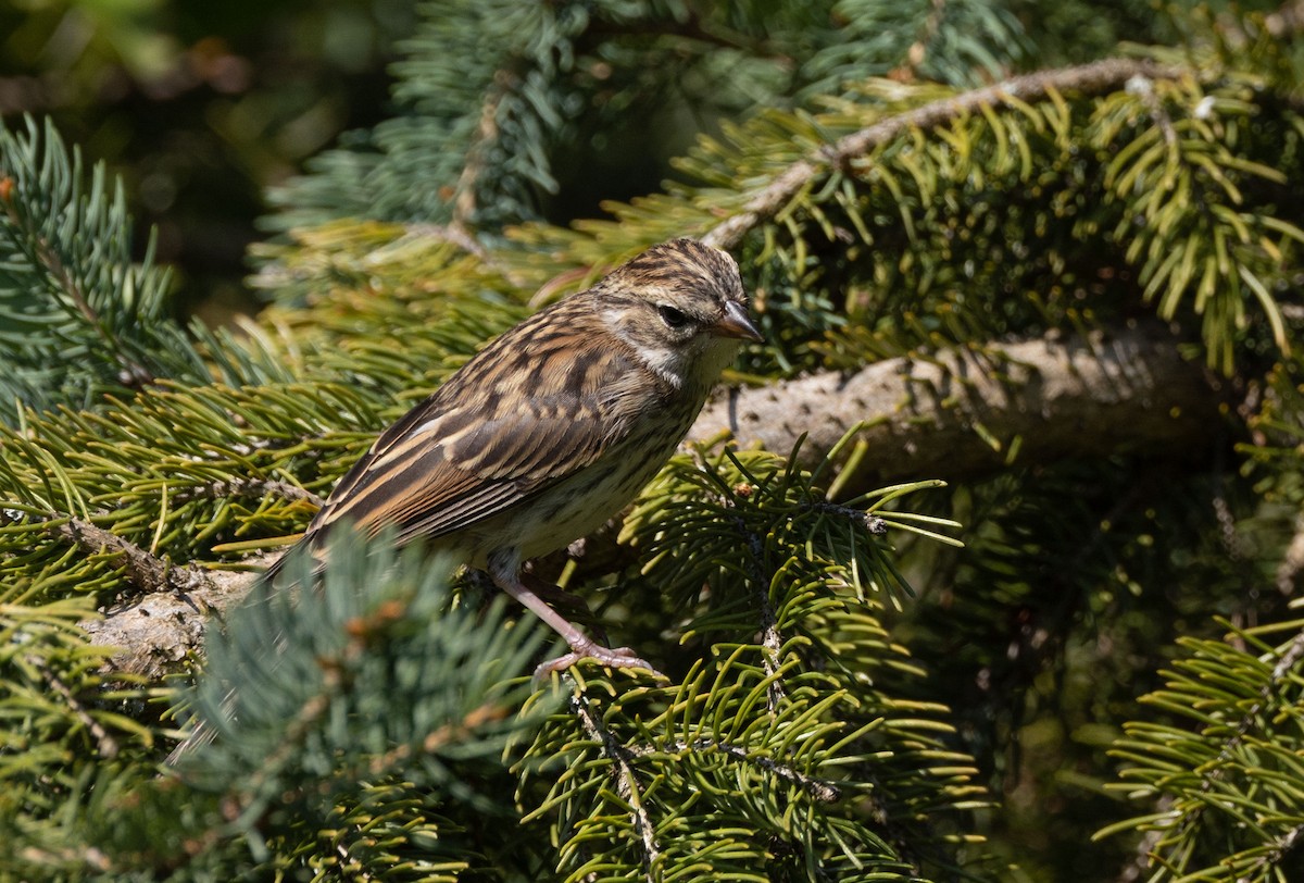 Chipping Sparrow - ML468078451