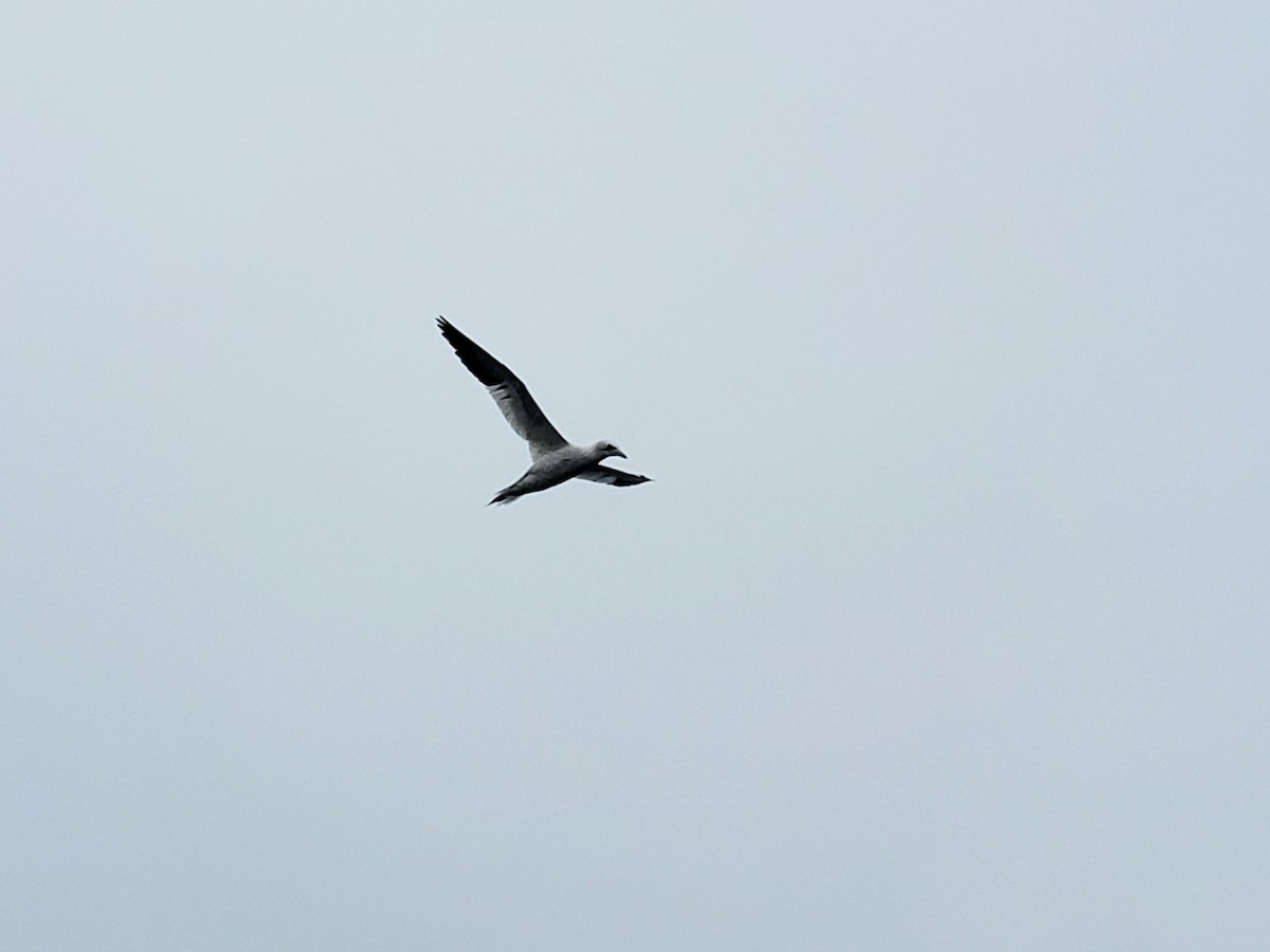 Northern Gannet - ML468079781