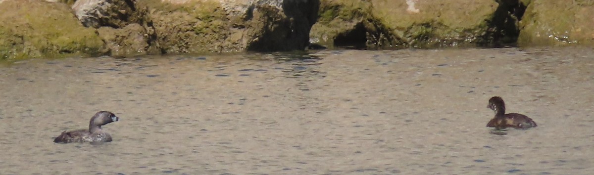 Pied-billed Grebe - Cachuma Lake