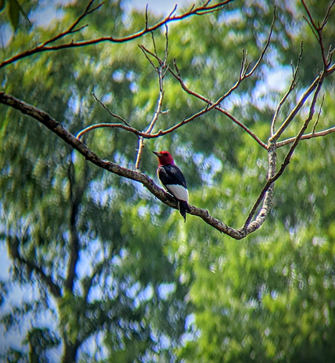 Red-headed Woodpecker - ML468082821