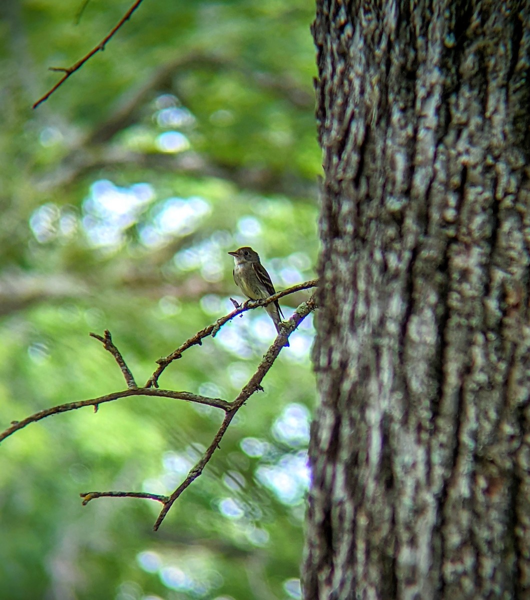 Eastern Wood-Pewee - ML468082911