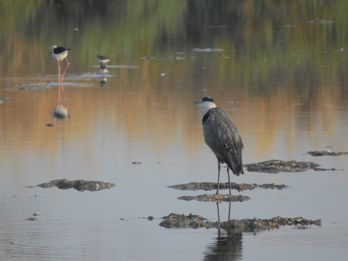 Gray Heron - ML468084511