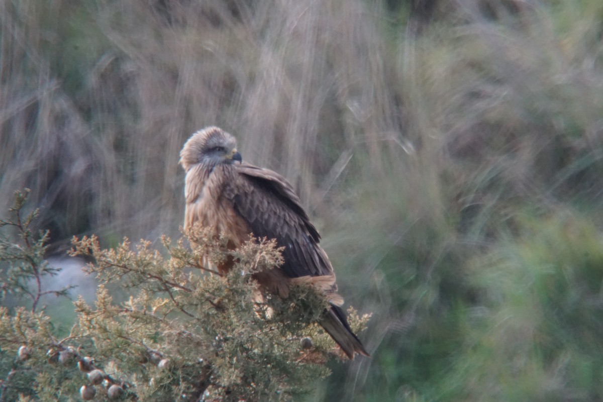 Black Kite - ML468086081