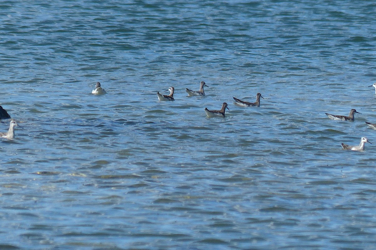 Wilson's Phalarope - ML468087561