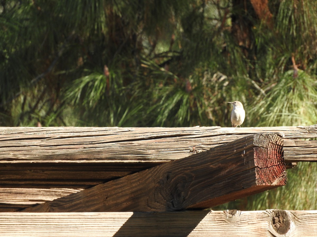 Rock Wren - ML46808871