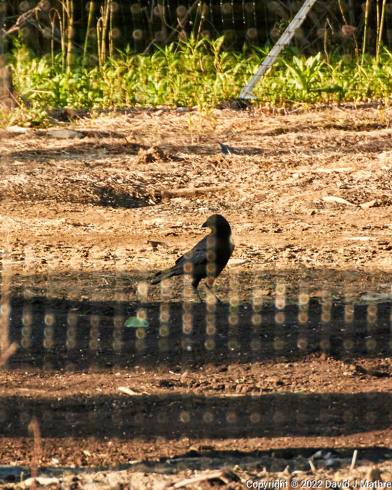 American Crow - ML468089781