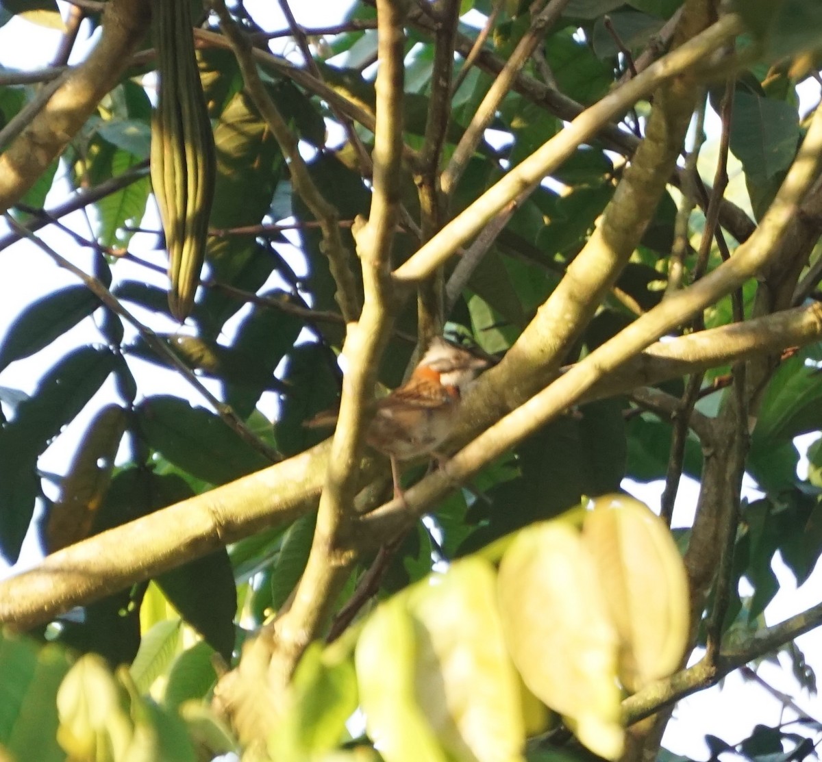 Rufous-collared Sparrow - ML468090301