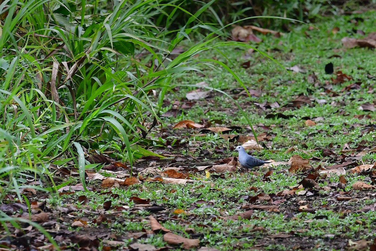 Blue Ground Dove - ML468091361