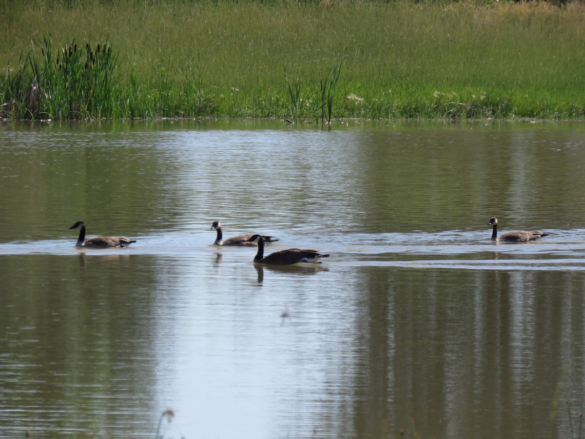 Canada Goose - ML468091971