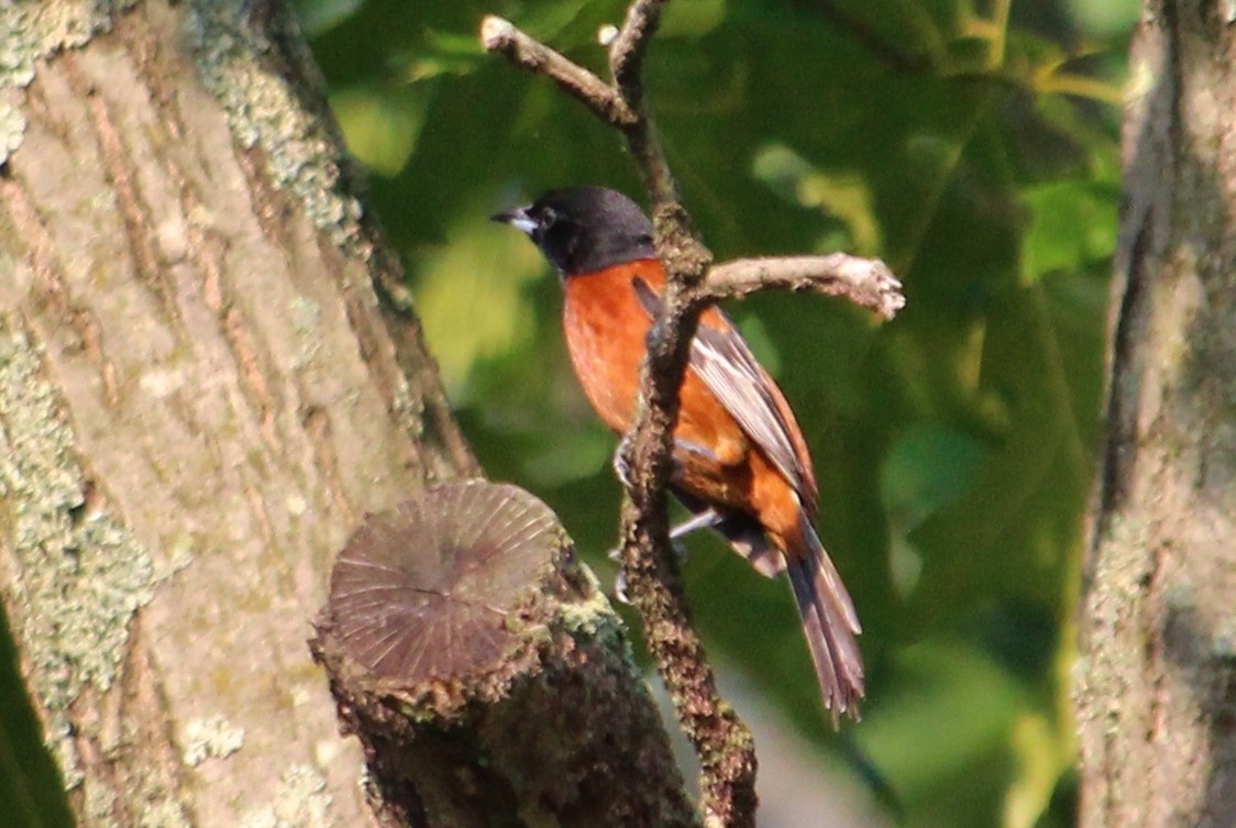 Oriole des vergers (spurius) - ML46809201